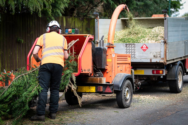 Best Palm Tree Trimming  in USA